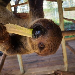 Do Not Purchase. For @greenlightlife